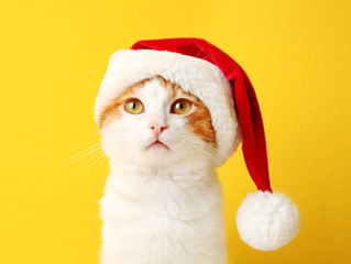 Obraz na płótnie Canvas Cute cat in Santa Claus hat on color background