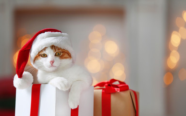 Gift box with cute cat in Santa Claus hat against blurred Christmas lights