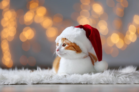 Cute cat in Santa Claus hat against blurred Christmas lights