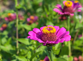 Beautiful flowers of purple zinnia in nature 