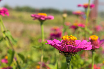 Beautiful flowers of purple zinnia in nature 