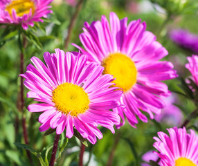 Obraz premium Beautiful flowers violet aster