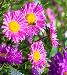 Obraz premium Beautiful flowers violet aster