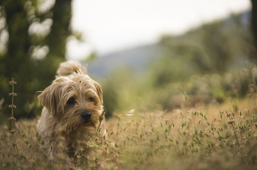 Norfolk Terrier in summer meadow