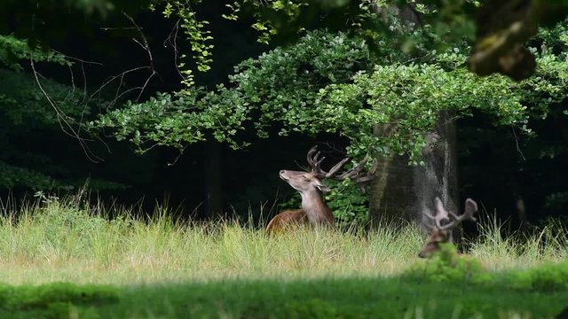 Rothirsch forkelt an Buchen Ast, Sommer