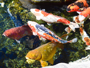 Koi Fish photos, royalty-free images, graphics, vectors & videos | Adobe Stock