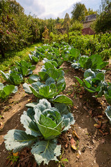 Naklejka premium Rows of cabbage