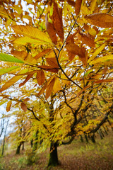 Chestnut tree in the autumn