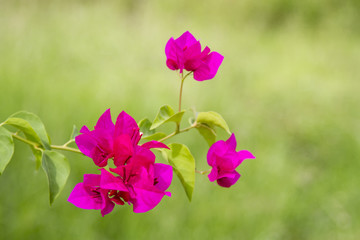 Bougainvillea dark pink on a green background