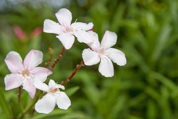Pink flowers, four flowers, green background