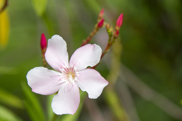 Obraz na płótnie Canvas Pink flowers with green background