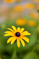 Sunchoke yellow flower (helianthus tuberosus).