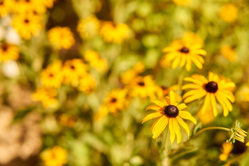 Sunchoke yellow flower (helianthus tuberosus).