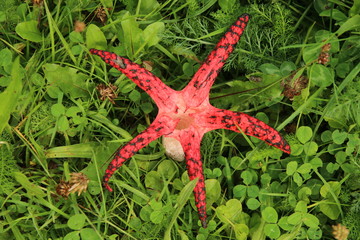 Tintenfischpilz © Eileen Kumpf