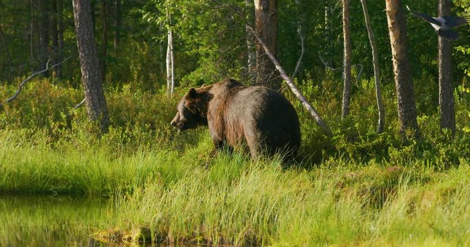 Large adult brown bear walking free in the forest