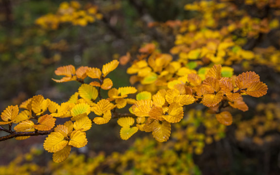 Nothofagus Gunnii (deciduous Beech), Tasmania