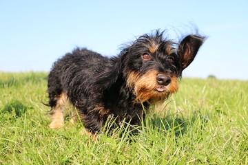 kleiner Rauhaardackel rennt auf einer Wiese