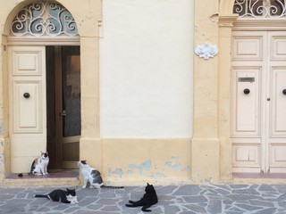 Cats and doors