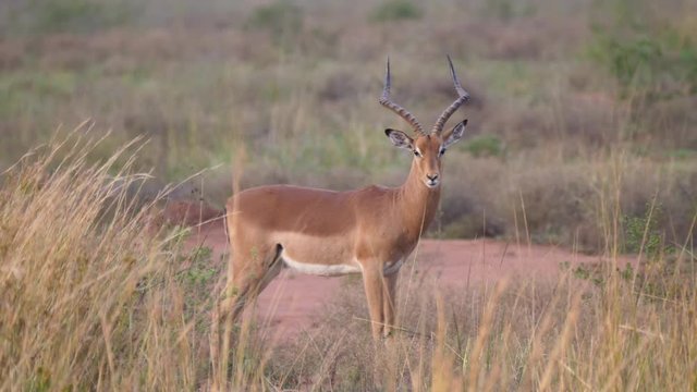Lonely impala on the savanna in Waterberg South Africa