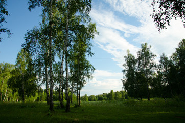 Fototapeta na wymiar Nature of Russia: meadows, forests, rivers