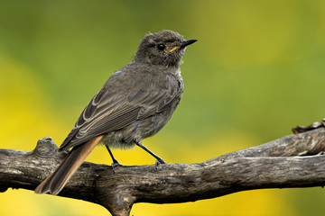 Juveniler Hausrotschwanz im Garten