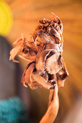 dry flower