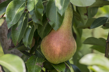 Pere