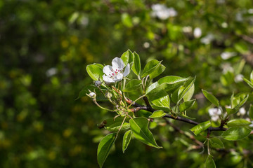 Branch of spring cherry blossom