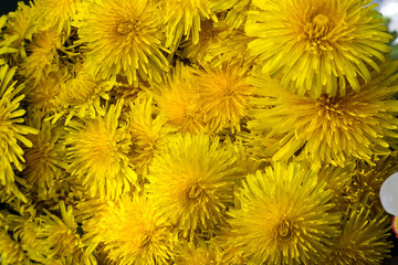 Beautiful bouquet of yellow dandelions in the shape of a ball