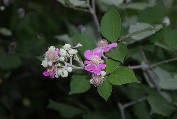Rubus pink flowers