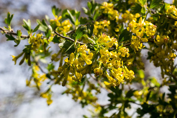 Obraz premium Yellow blackcurrant flowers in bloom in spring
