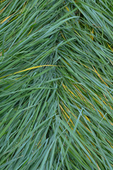 The texture of the wet tall grass.