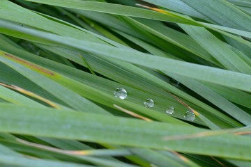 Fototapeta premium The texture of the wet tall grass.