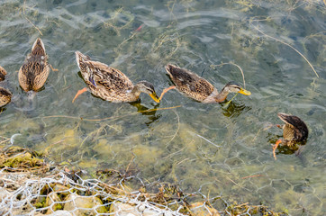 Ducks looking for food in water