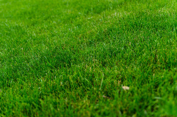 Fototapeta na wymiar Background of the green grass. Selective focus