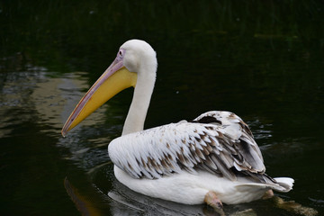 pelican