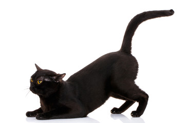 black cat sat on the front paws held high tail
