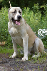 Central Asian Shepherd Dog Laying on grass