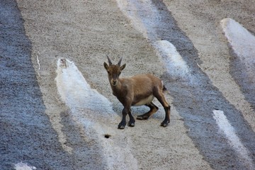 Young steinbock on a dam in Italy looking at me 