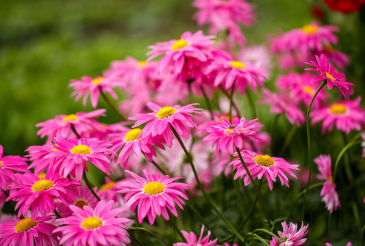 family pink flowers bloom