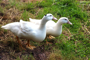 pair of white ducks, standing side by side