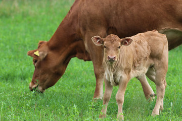 bright brown calf looking into camera, with mother cow