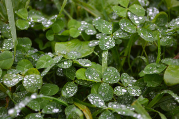 Rain drops on the grass