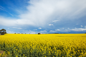 Cloud Burst Over Yellow Canola Field