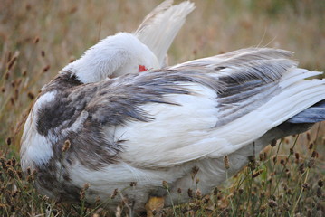 Canard de barbarie