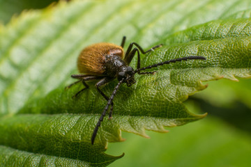 beetle on the leaf