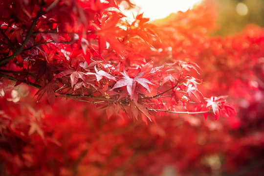 Red maple leaves