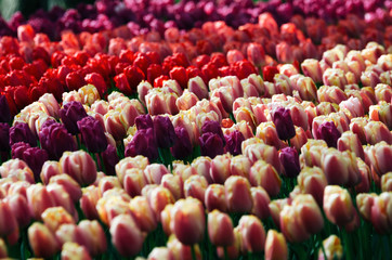 Rows of red pink and purple tulips grow on the field in Keukenhof, The Netherlands