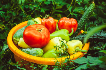 Vegetables in a basin on a grass
