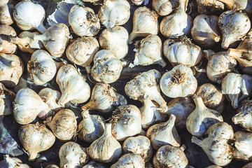 Lots of common fresh Garlic background